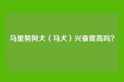 马里努阿犬（马犬）兴奋度高吗？