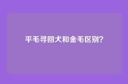 平毛寻回犬和金毛区别？
