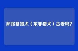 萨路基猎犬（东非猎犬）古老吗？