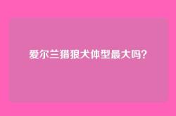 爱尔兰猎狼犬体型最大吗？