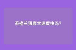 苏格兰猎鹿犬速度快吗？