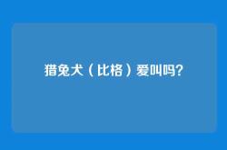 猎兔犬（比格）爱叫吗？