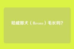 哈威那犬（Havana）毛长吗？