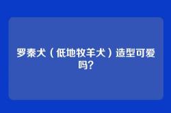 罗秦犬（低地牧羊犬）造型可爱吗？