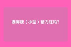 湖畔梗（小型）精力旺吗？