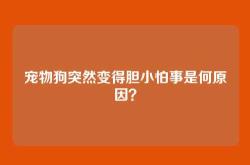 宠物狗突然变得胆小怕事是何原因？