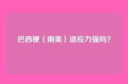 巴西梗（南美）适应力强吗？