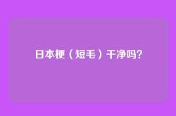 日本梗（短毛）干净吗？