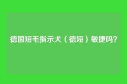 德国短毛指示犬（德短）敏捷吗？