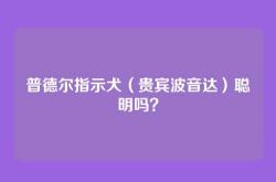 普德尔指示犬（贵宾波音达）聪明吗？