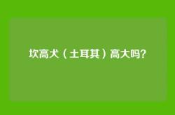 坎高犬（土耳其）高大吗？