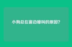 小狗总在窗边嚎叫的原因？