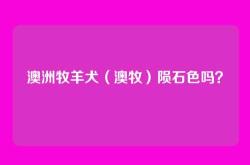 澳洲牧羊犬（澳牧）陨石色吗？