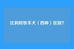 比利时牧羊犬（四种）区别？
