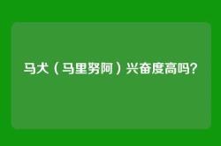 马犬（马里努阿）兴奋度高吗？