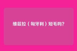维兹拉（匈牙利）短毛吗？