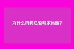 为什么狗狗总爱啃家具腿？