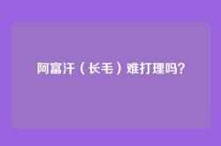 阿富汗（长毛）难打理吗？