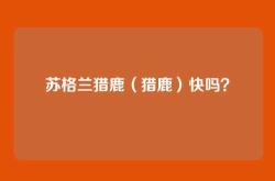 苏格兰猎鹿（猎鹿）快吗？