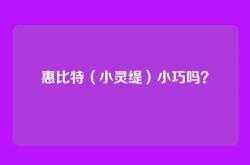 惠比特（小灵缇）小巧吗？