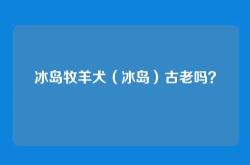 冰岛牧羊犬（冰岛）古老吗？