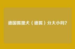 德国狐狸犬（德狐）分大小吗？