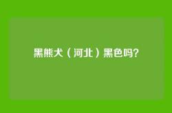 黑熊犬（河北）黑色吗？