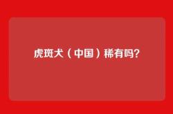 虎斑犬（中国）稀有吗？
