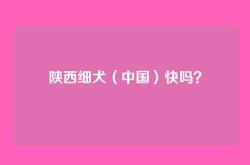 陕西细犬（中国）快吗？