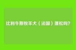 比利牛斯牧羊犬（法国）蓬松吗？