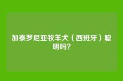加泰罗尼亚牧羊犬（西班牙）聪明吗？