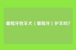 葡萄牙牧羊犬（葡萄牙）护羊吗？
