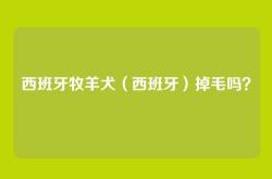 西班牙牧羊犬（西班牙）掉毛吗？