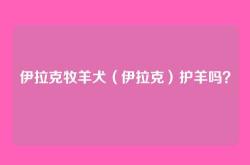 伊拉克牧羊犬（伊拉克）护羊吗？