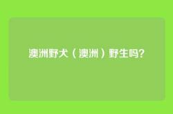 澳洲野犬（澳洲）野生吗？