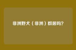 非洲野犬（非洲）群居吗？