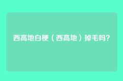 西高地白梗（西高地）掉毛吗？
