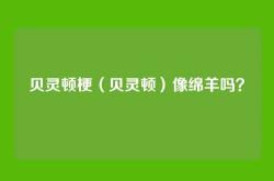 贝灵顿梗（贝灵顿）像绵羊吗？