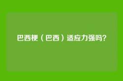 巴西梗（巴西）适应力强吗？