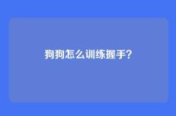 狗狗怎么训练握手？