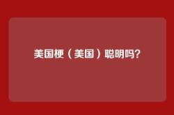 美国梗（美国）聪明吗？