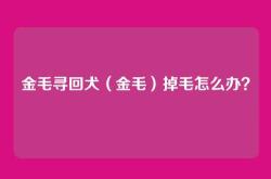 金毛寻回犬（金毛）掉毛怎么办？