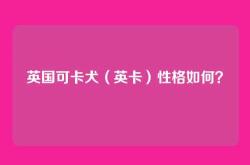 英国可卡犬（英卡）性格如何？
