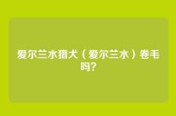 爱尔兰水猎犬（爱尔兰水）卷毛吗？
