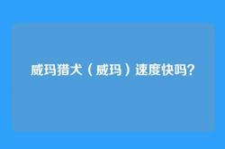 威玛猎犬（威玛）速度快吗？