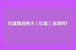 红蓝猎浣熊犬（红蓝）活泼吗？