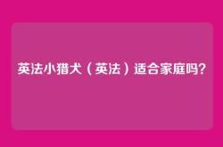 英法小猎犬（英法）适合家庭吗？