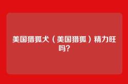 美国猎狐犬（美国猎狐）精力旺吗？