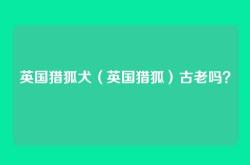 英国猎狐犬（英国猎狐）古老吗？