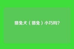 猎兔犬（猎兔）小巧吗？